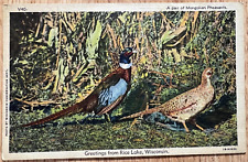Mongolian Pheasants Birds Pair Courting Couple Hunting Wisconsin Postcard A81 picture