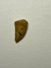 Theropod Raptor Tooth picture