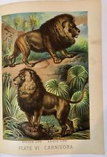 RARE Original 1880's AFRICAN LION Chromolithograph ANTIQUE Print picture