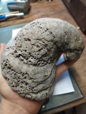 Huge & Heavy 1kg 1m+ year old Texas Prehistoric Oyster 🐌Fossil. Devil's Toenail picture
