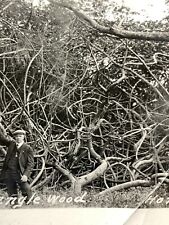 F4 Found Photograph Rare Photo Tanglewood Tangle Wood Forest Honolulu 1920-30's picture