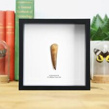 Plesiosaur  Dinosaur Tooth Frame - Fossil  / Natural History / Archaeology picture