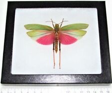 Lophacris cristata REAL FRAMED PINK WINGS SPREAD GRASSHOPPER PERU picture
