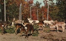 Deer Herd At Big Game Haven Ranch Largest Private Buffalo Long Horns Postcard picture