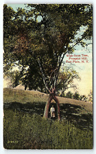 c1910 FORT PLAIN NEW YORK NY WISH-BONE TREE PROSPECT HILL EARLY POSTCARD P2587 picture