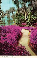 Cypress Gardens Florida, Winding Azalea Lane Path, Vintage Postcard picture