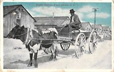 Vintage Postcard- A Cow Pulling a Wagon, Paris Island, SC UnPost 1910 picture