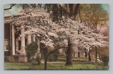 Postcard Washington & Lee Dogwoods Lexington Virginia Albertype Hand Colored picture