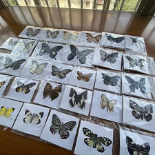 20 Pcs Real Natural Butterfly Specimen Taxidermy Butterfly Artwork Gift Home Dec picture