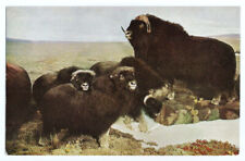 Chicago IL Postcard Natural History Museum Muskox picture