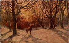 Beautiful buck deer with antlers in woodland setting at sunset c1910 picture