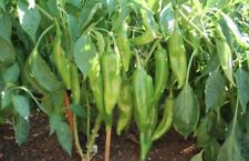 25 SEEDS HATCH VALLEY NEW MEXICO HOT GREEN CHILLI PEPPER SEEDS picture