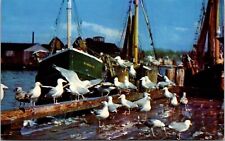 Seagulls Cape Ann Massachusetts Boats Docks Pier Birds Animlas UNP Postcard picture