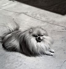 Lot of 4 Vintage Negatives Adorable Pomeranian Dog Sunning on Windy Patio picture