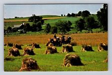 Holmes County OH- Ohio, Amish Wheat Harvest, Antique, Vintage Souvenir Postcard picture