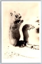 squirrel Scean RPPC 1925 - 1942 DPSO picture