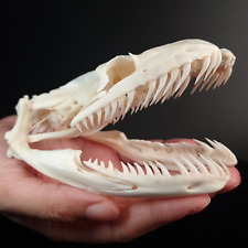 Real Python skull 11.5 cm, Snake skull, snake taxidermy, snake skeleton picture