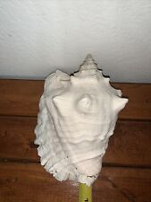 VTG Large 9” Pink Queen Conch Sea Shell Nautical Ocean Beach Home Decor White picture