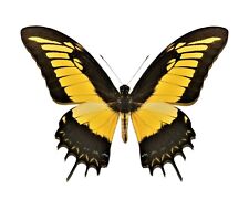Papilio androgeus ONE REAL YELLOW SWALLOWTAIL PERU UNMOUNTED WINGS CLOSED picture