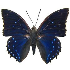 Charaxes numenes ONE REAL BUTTERFLY BLUE AFRICA UNMOUNTED WINGS CLOSED  picture