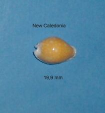 Cypraea Cernica Tomlini New Caledonia 19.9mm picture