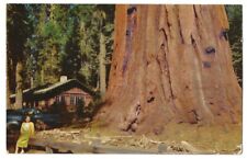 Sequoia National Park California c1950's Uncle Ned Tree, Ranger Station, old car picture