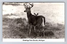 Oscoda MI-Michigan, General Greetings Deer, Antique, Vintage Postcard picture