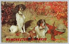 Vtg Winchester Ontario Postcard Springer Spaniel Hunting Dogs Rifle picture