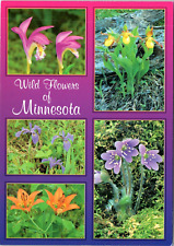 Wild Flowers of Minnesota - 4x6 Modern Chrome Postcard - Multiple Views picture