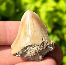 Indonesian Megalodon Sharks Tooth Fossil Natural Serrated Megladon Indonesia picture