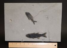 Rare Capping Layer Mioplosus & Diplomystus Fish Fossil Lake WyomingWY COA 6046 picture