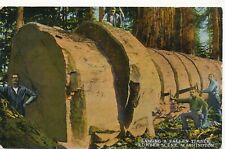WASHINGTON WA - Sawing A Fallen Timber Postcard - 1912 picture