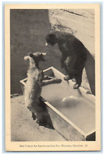 c1940's Bear Cubs in the Assiniboine Park Zoo Winnipeg Manitoba Canada Postcard picture