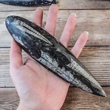 Orthoceras Fossil Stone picture