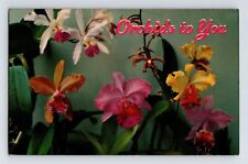 Postcard Hawaii Hilo HI Orchid Flower Detail 1957 Posted Chrome picture