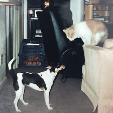 Vintage Color Photo Rat Terrier Dog Looking Up At Kitty Cat On Couch Living Room picture