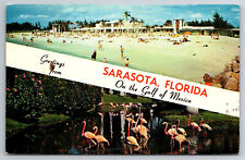 Vintage Postcard FL Sarasota Greetings Pink Flamingos Beach c1964  -1920 picture
