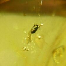 Mosquito,beetle,bubbles in Authentic Dominican Amber Fossil Stone (3.4 g) a168 picture
