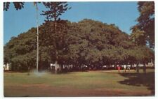 Banyan Tree Lahaina Maui HI Vintage Postcard Hawaii picture