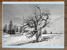 Bristlecone Pine in the Spring Mountains Photograph Poster 18x24in picture