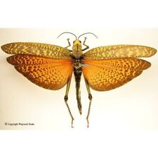 Tropidacris dux - female, nice, Large, Unmounted picture