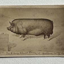 Antique Mini Cabinet Card Photograph Prize Hog Pig Owner ID Harvey West Grove PA picture