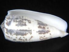 CONUS MAGUS FULVOBULLATUS:HUMUNGUS FAT FORM @ 81.18MM THINLY STREAKED PATTERN picture