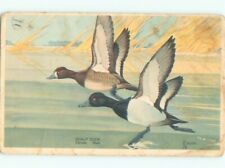 Pre-1980 signed SCAUP DUCK BIRD : make an offer AC7099 picture