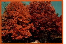 Postcard, Vermont, maple trees, flaming foliage, Green Mountain Color, Postcard picture