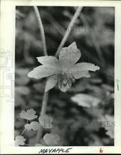 1982 Press Photo A May Apple Flower at Walter & Rose Nature Preserve - mja49764 picture