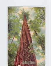 Postcard Worlds Tallest Tree Redwood Highway California USA picture