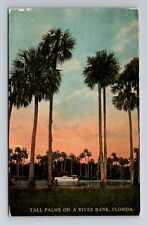 River Bank FL-Florida, Tall Palms, Antique, Vintage Souvenir Postcard picture