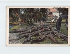 Postcard Man Feeding Alligators Feeding Time in Florida USA picture