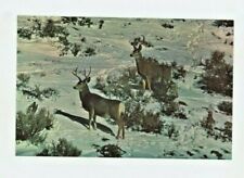 Vintage Deer Postcard    MULE DEER 